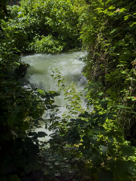 Hermoso río en el bosque