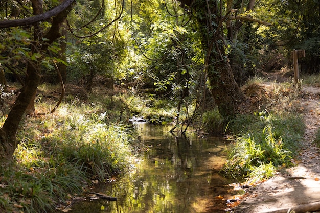 Hermoso río en el bosque