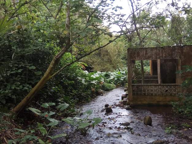 Hermoso río en el bosque