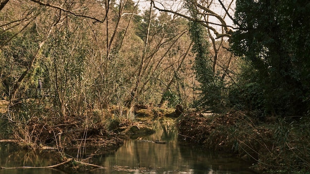 Hermoso río en la naturaleza