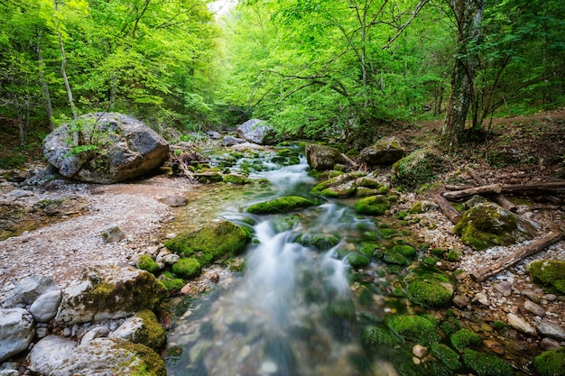 Hermoso río pequeño en bosque verde