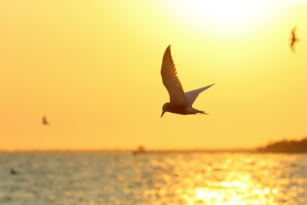 Foto el hermoso río tern volando en el cielo durante la puesta de sol