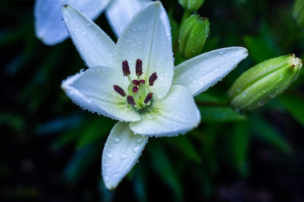 Hermoso rocío en una flor de lirio blanco