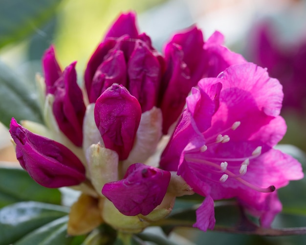 Hermoso rododendro rosa