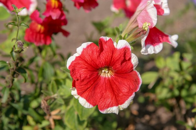 Hermoso rojo floreciente con flor de borde blanco sobre un fondo borroso. En el contexto de algunas flores más no afiladas. Tinte verde de fondo.