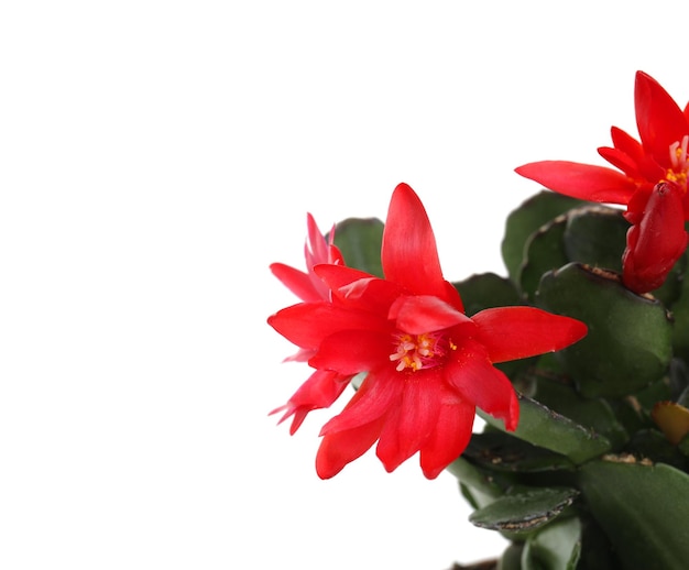 Hermoso rojo Schlumbergera Navidad o cactus de Acción de Gracias aislado en primer plano blanco