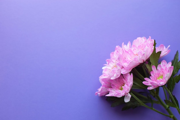 Hermoso rosa en plena floración sobre fondo morado Copiar spase Flat lay