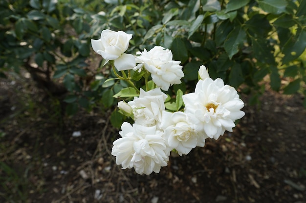 Hermoso rosal blanco en el parque