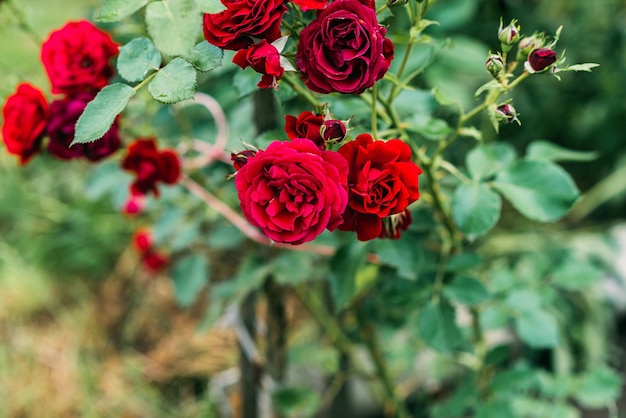 Hermoso rosal chinensis floreciente en un jardín de verano verde. Enfoque selectivo suave.