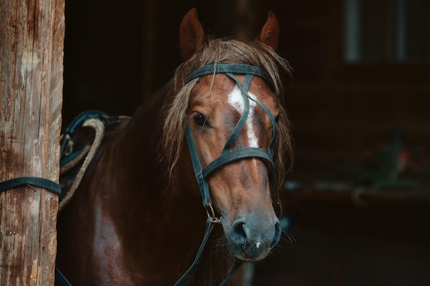 Hermoso rostro de un caballo en arnés Tema animal con espacio para copiar