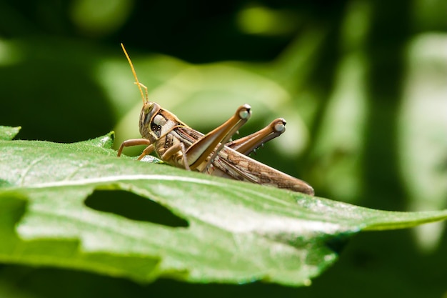 hermoso, saltamontes, comida, hoja