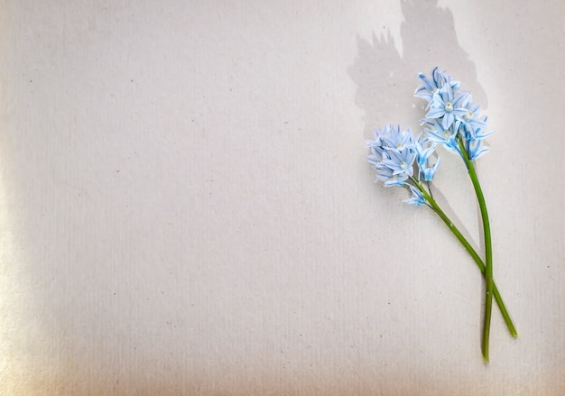 Hermoso saludo fotográfico con dos pequeñas flores azules sobre tallos verdes sobre un fondo de papel blanco con espacio de copia