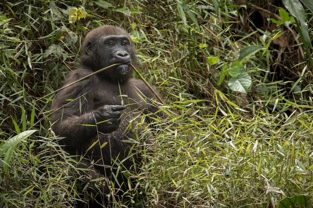 Hermoso y salvaje gorila de las tierras bajas en el hábitat natural de África