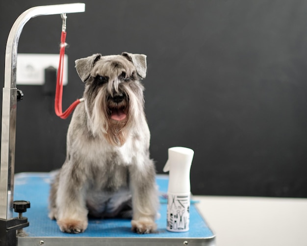 Foto un hermoso schnauzer miniatura gris de pura raza se sienta en una preparación