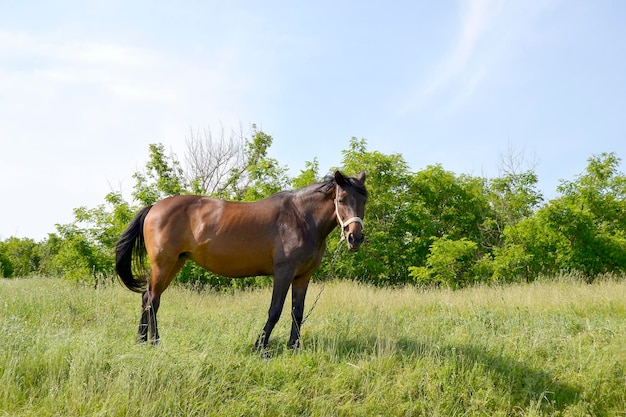 Hermoso semental de caballo marrón salvaje en el prado de flores de verano