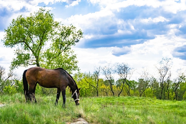 Hermoso semental de caballo marrón salvaje en el prado de flores de verano