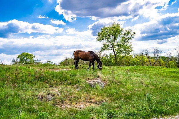Hermoso semental de caballo marrón salvaje en el prado de flores de verano