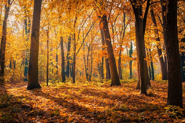 Hermoso sendero en el bosque de otoño. Sol a través de los árboles. Hojas de otoño, oro amarillo naranja