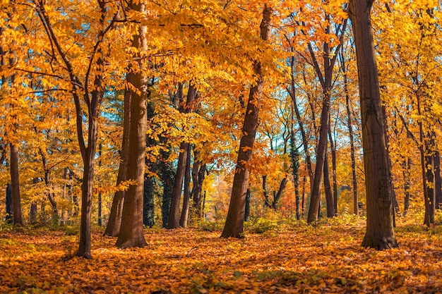 Hermoso sendero en el bosque de otoño. Sol a través de los árboles. Hojas de otoño vívido dorado amarillo naranja