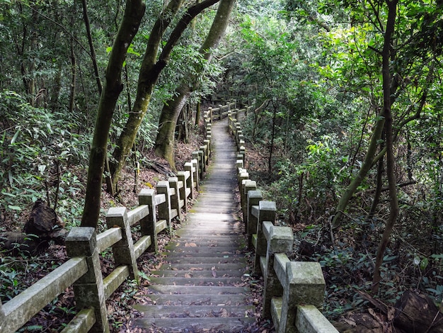 El hermoso sendero de montaña rodeado de árboles.