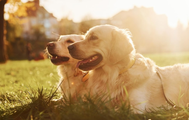 Hermoso sol Dos hermosos perros Golden Retriever tienen un paseo al aire libre en el parque juntos