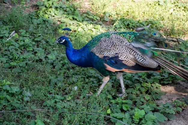 Un hermoso y solitario pavo real camina por la reserva.