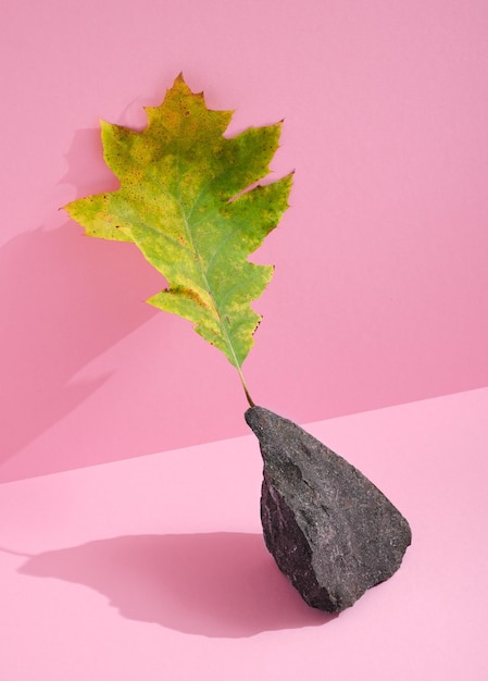 Hermoso soporte de hoja verde amarillo sobre una piedra sobre fondo rosa brillante. Interesante combinación de elementos naturales.