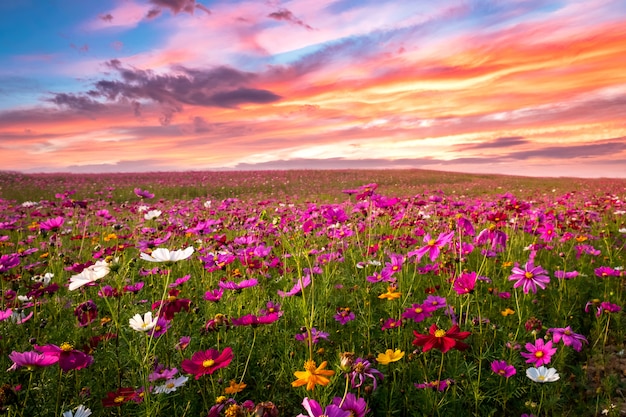 Foto hermoso y sorprendente del paisaje de campo de flores de cosmos en puesta de sol. fondo de pantalla de naturaleza.