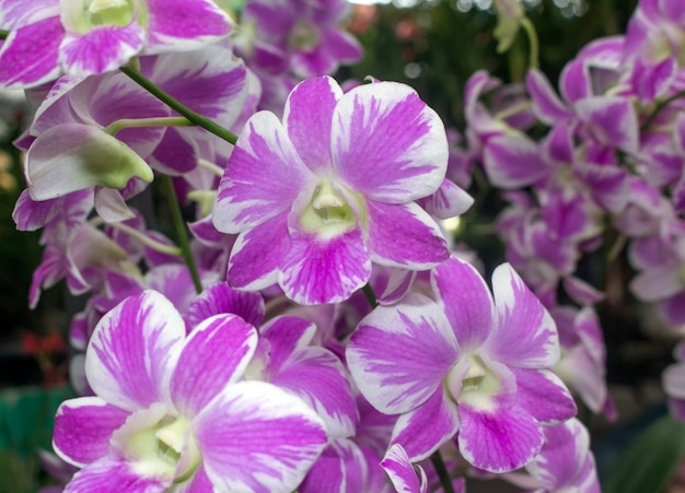 Hermoso telón de fondo de orquídea.