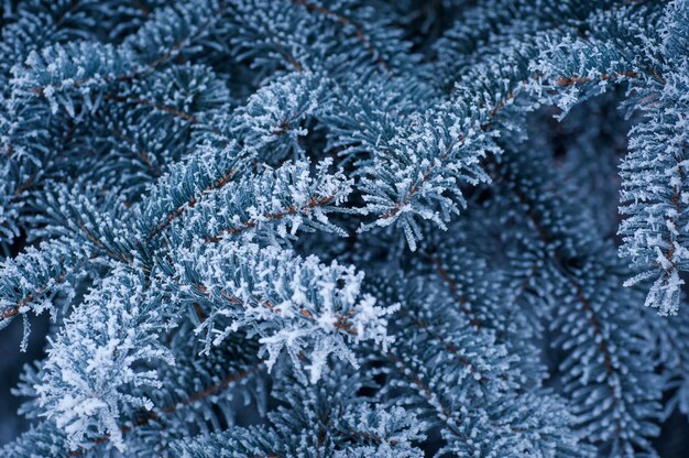 Hermoso telón de fondo de ramas de árboles cubiertos de nieve