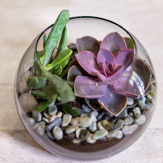 Hermoso terrario con suculentas, cactus, flores, rocas, arena dentro del vaso.