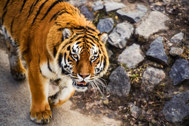 Foto hermoso tigre de amur