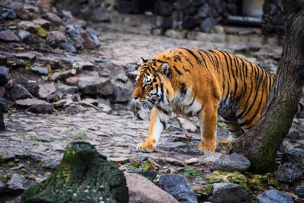 Hermoso tigre de Amur