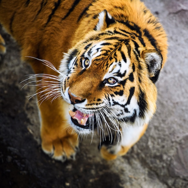 Hermoso tigre de Amur