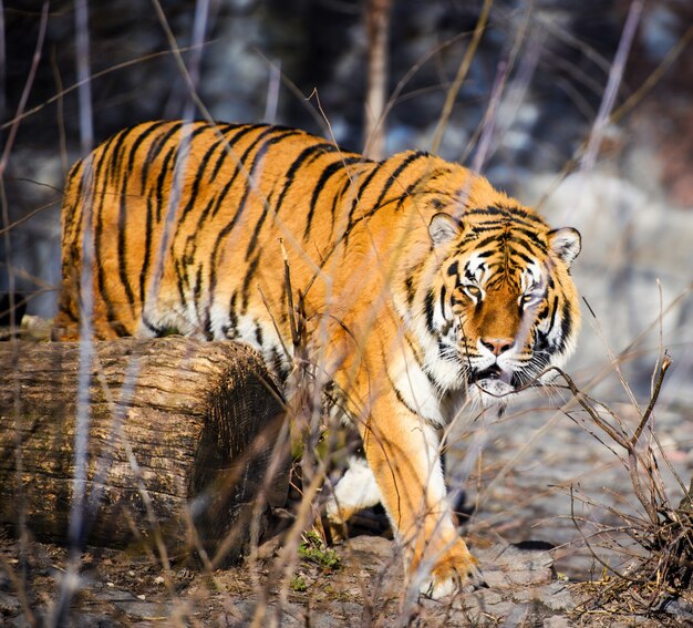 Hermoso tigre de Amur