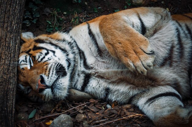 Un hermoso tigre feliz de ser fotografiado.