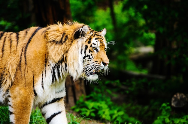 Hermoso tigre sobre la hierba verde