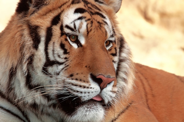 hermoso tigre en el zoológico