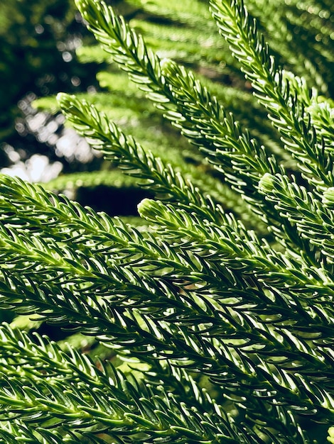 hermoso tiro botánico fondo de pantalla natural