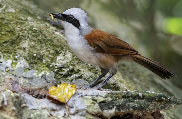 Hermoso tordo riendo de Whitecrested con presa en el bosque Tailandia