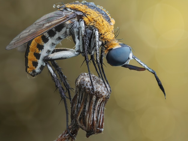 un hermoso toxóforo en la flor superior de la fotografía macro