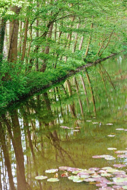 hermoso y tranquilo paisaje de árboles verdes que se reflejan en el lago