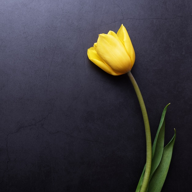 Un hermoso tulipán amarillo en primer plano contra una pared de estuco azul gris oscuro.