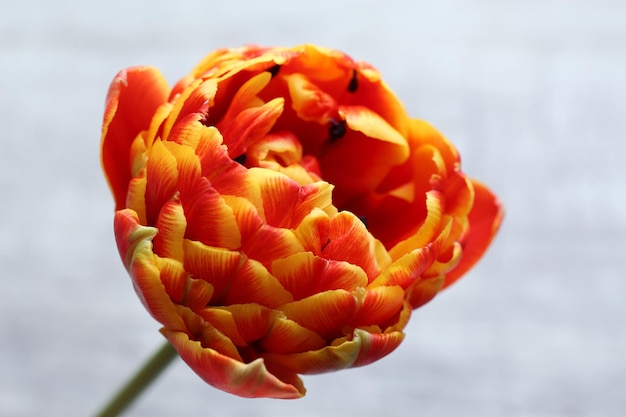 Hermoso tulipán brillante de cerca