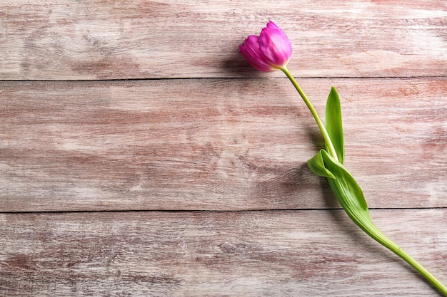 Hermoso tulipán lila sobre fondo de madera