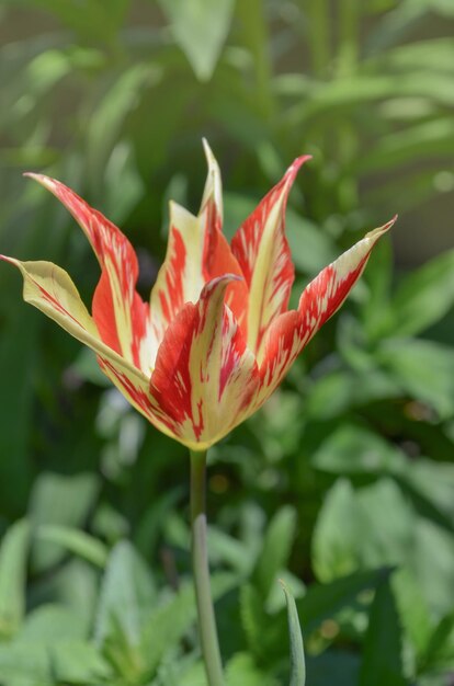 Hermoso tulipán lily Marilyn