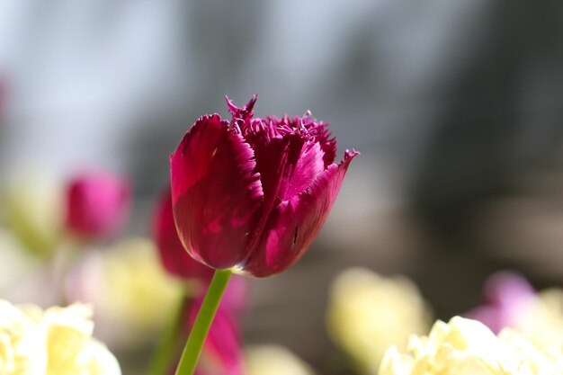 un hermoso tulipán morado sobre un fondo gris natural