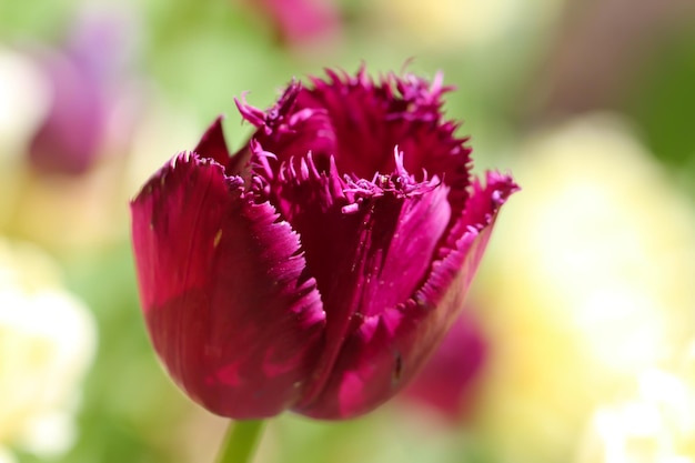 un hermoso tulipán morado sobre un fondo verde suave natural