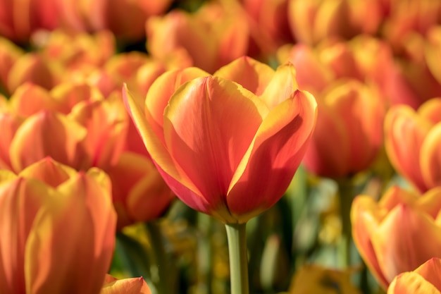 Hermoso tulipán naranja