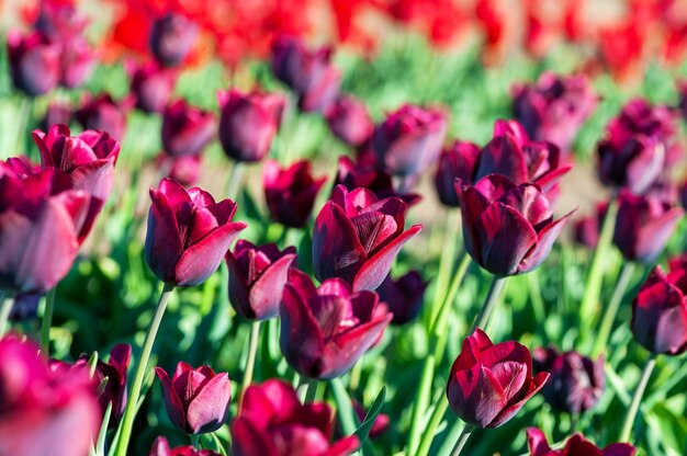 Hermoso tulipán en primavera borrosa soleado. Flor de tulipán brillante por concepto de primavera o amor.